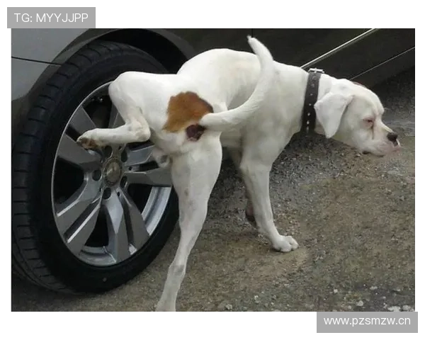 谌龙退役后住进月租8万的上海顶层复式，每天5点起床遛狗